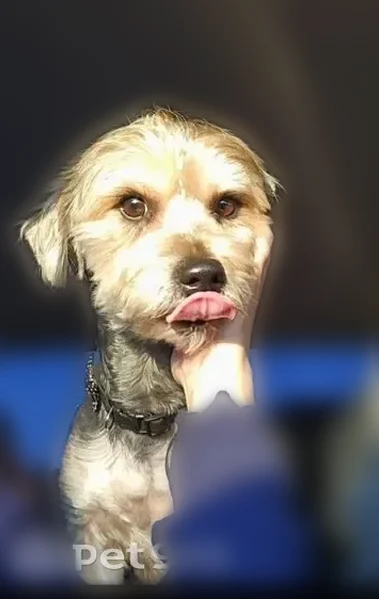 Lost dog, Range Road, 2301, Pittsburg - no collar - photo
