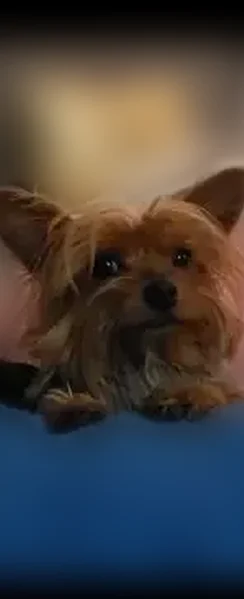 Lost dog, O'Melveny Avenue, 10214, Los Angeles, Lompoc - female Yorkshire Terrier - photo