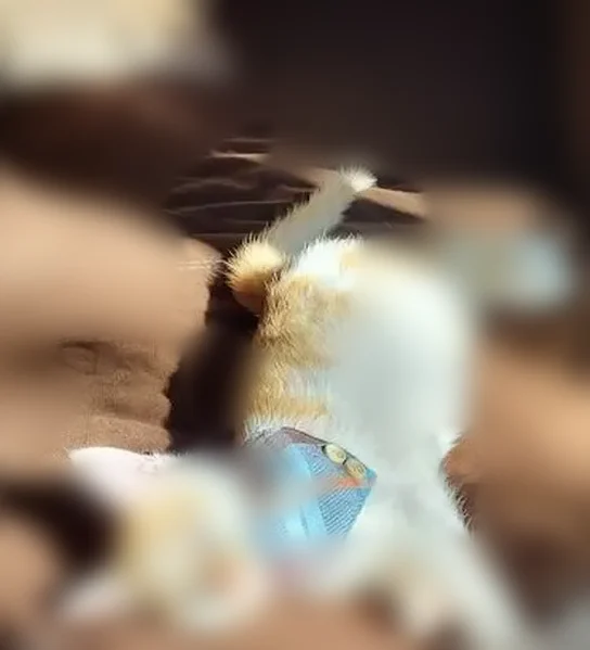 Lost cat, Clubview Boulevard North, 1155, Columbus - 6 month old, orange and white coat - photo