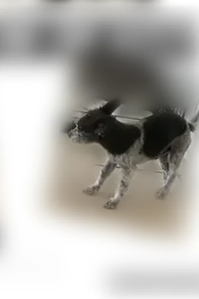 Lost dog, East Sanderling Street, 570, Ontario - male, black and white, small mixed breed - photo