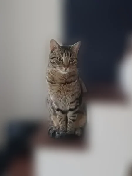 Chat perdu, femelle, Route de Bouconne, 31, Cornebarrieu, Paris - tigrée et tachetée - photo