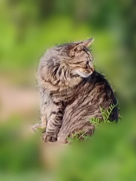 Lost cat, Olympic Drive, 14806, Clearlake - male, very long hair - photo
