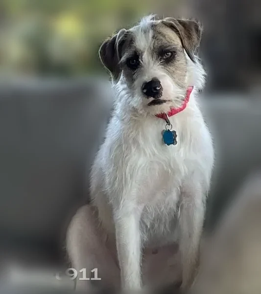 Lost dog, Bear Creek Parkway, 1500, Euless - female - photo