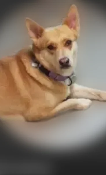 Lost dog, Avenida Del Petalo, Sahuarita, Phoenix — female, 37lbs, tan, lab mix - photo