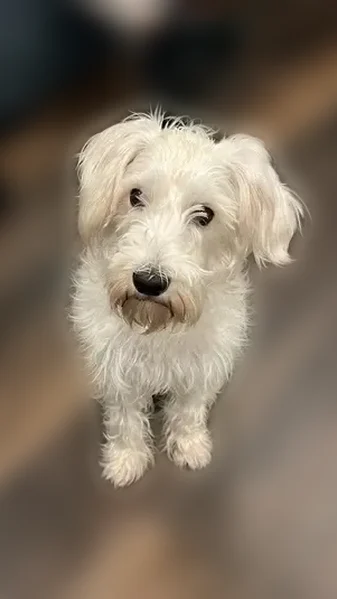 Lost dog, West Sedgley Avenue, Philadelphia - male - photo