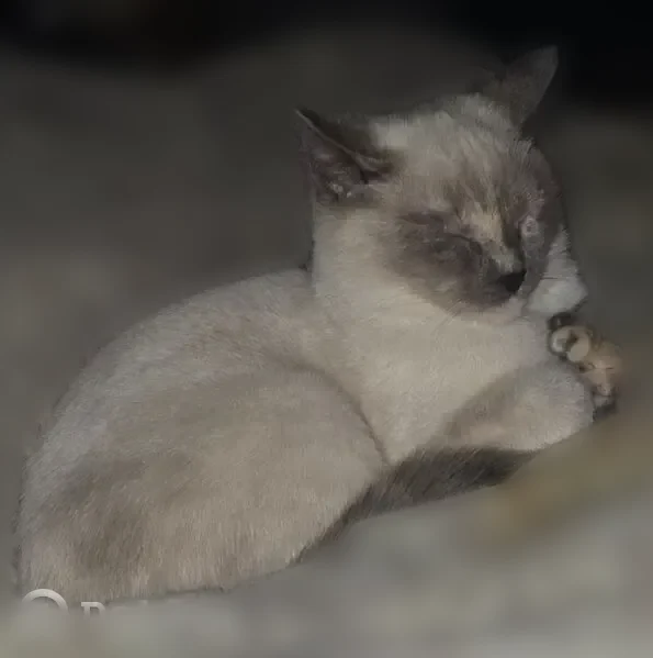 Lost cat, Kendall Street, Springfield, Windsor - female, small, slender frame - photo