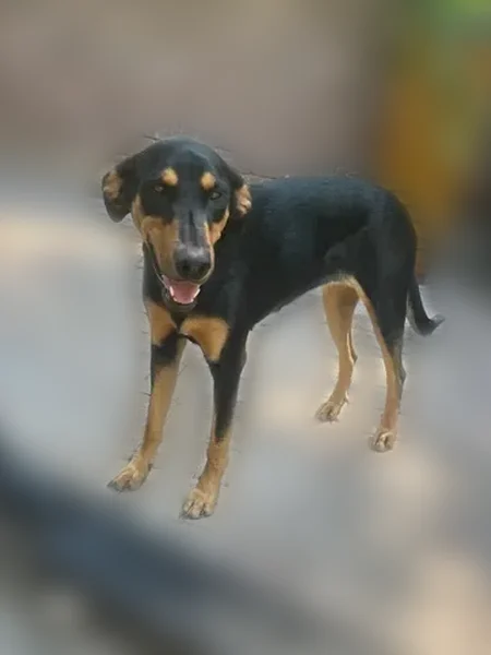 Lost dog, West 187th Street, 1221, Belton - female Doberman mix - photo
