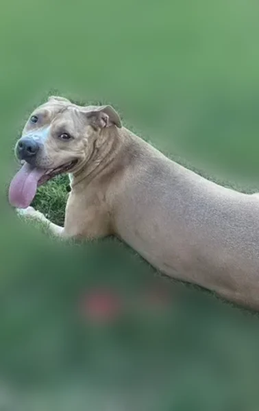 Lost dog, Patterson Drive, Roxboro, Greensboro - female, light brown with white markings - photo