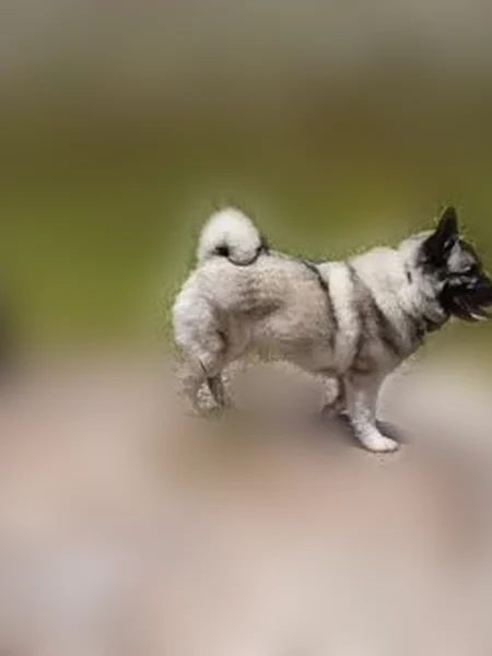 Lost dog, Longville, California, Longville - black and gray spitz type, teal collar - photo