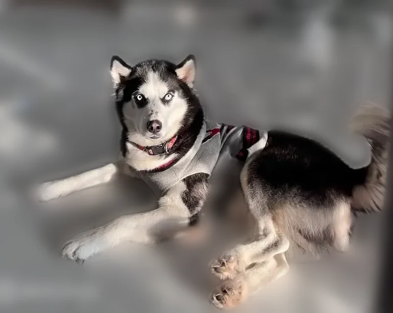 Lost dog, Stiller Drive, 6806, Missouri City - male husky - photo