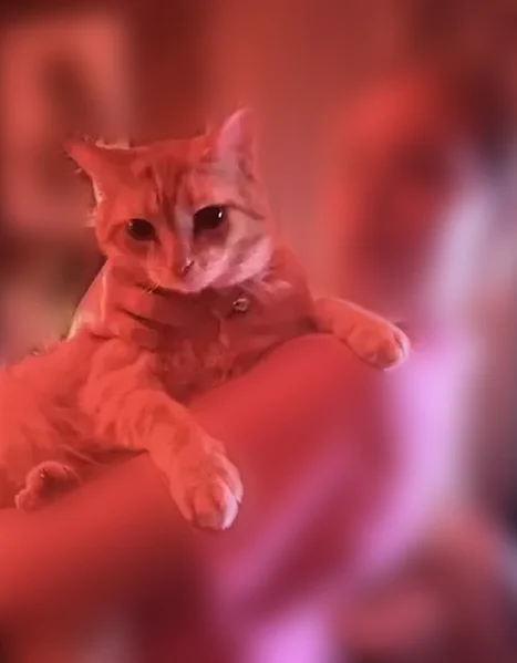 Lost cat, Winfield Court, Fort Wayne, Indianapolis - big chunky orange and white male cat - photo