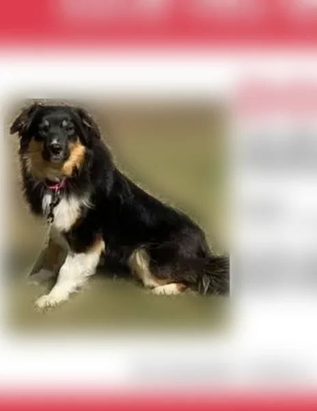 Lost dog, Belle Street, 6740, Greenfield, Loretto - female, English shepherd/Aussie, shy - photo