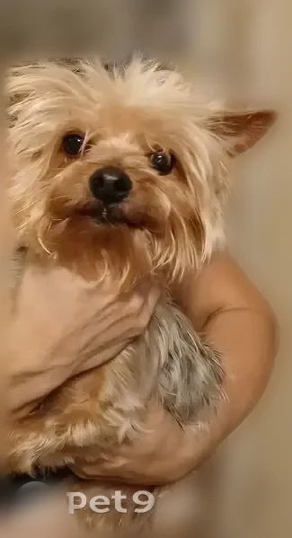 Lost dog, Chelsea Street, Los Angeles, Oceanside - male, small, 5 pounds - photo