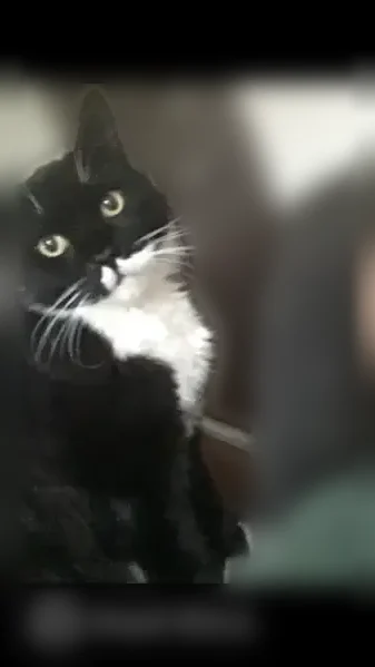 Lost cat, Wetmore Place, Middletown, Manchester - male, green-yellowish eyes - photo