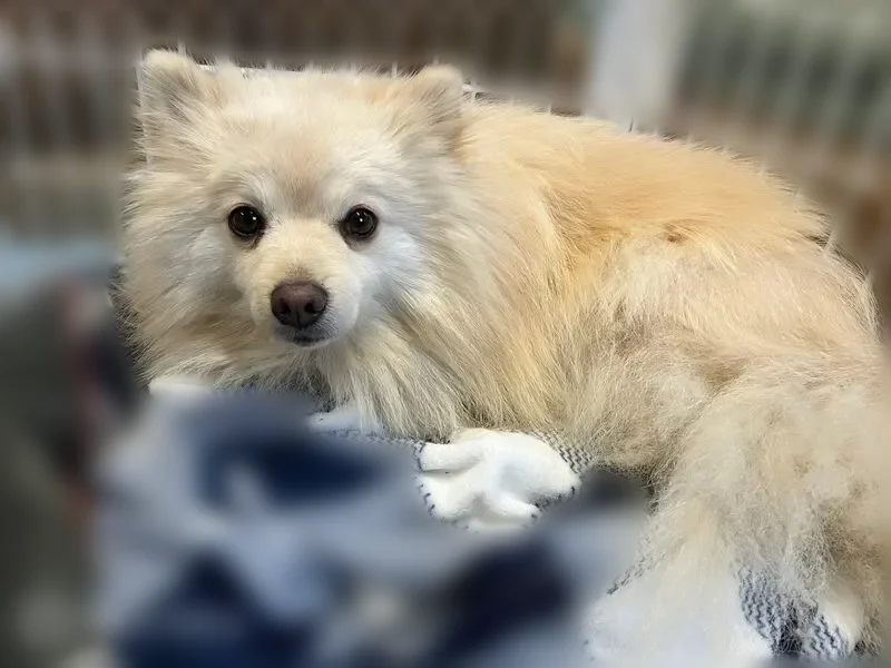 Lost dog, Chestnut Ridge Road, 171, Bethel - male Pomeranian - photo