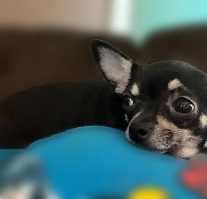 Lost dog, Germantown, Illinois, St. Louis - female chihuahua Scottish terrier mix - photo