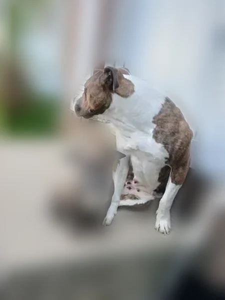 Missing dog Female, Pemberton (usl538350) - photo