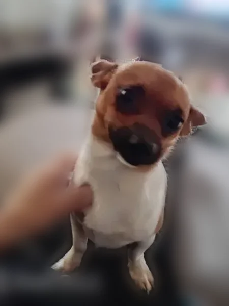 Missing dog, Lake Stevens (usl538887) - photo