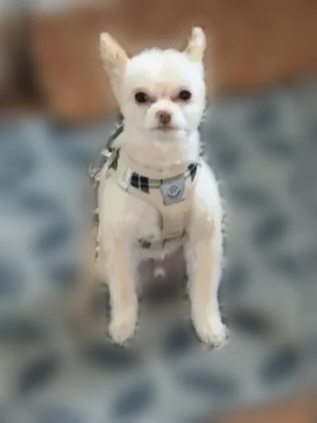 Missing dog Male, Glenview (usl538892) - photo