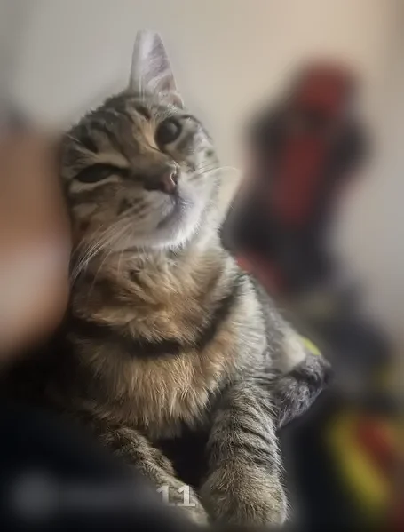 Missing cat Male, Chicago (usl538894) - photo
