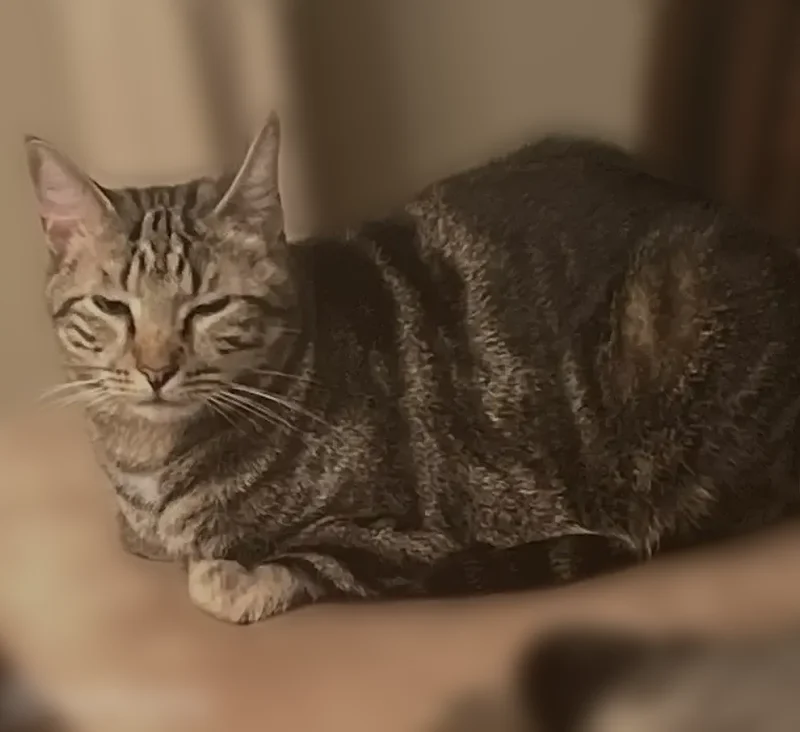Missing cat Male, Chesapeake (usl538896) - photo