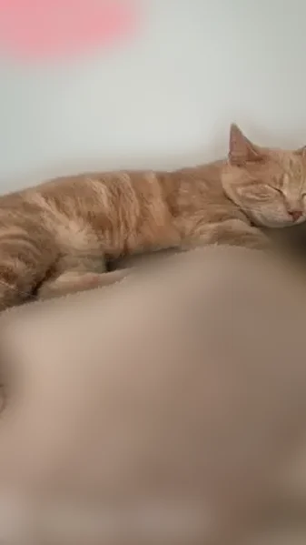 Missing cat Male, Chicago (usl538898) - photo