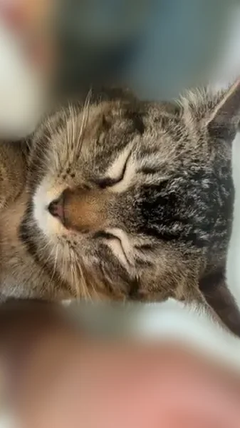 Missing cat Male, Ocean View (usl538903) - photo