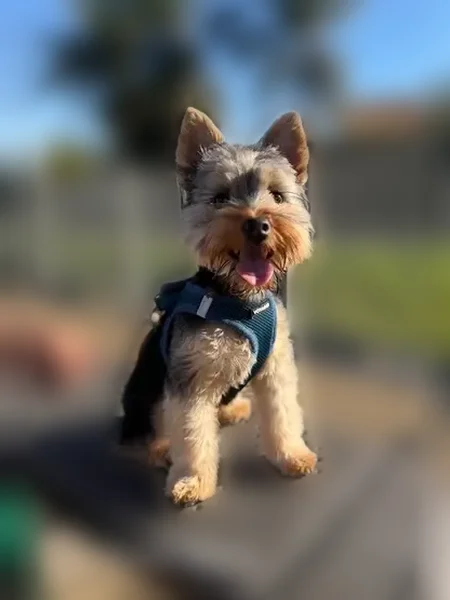 Missing dog Male, Paramount (usl538902) - photo