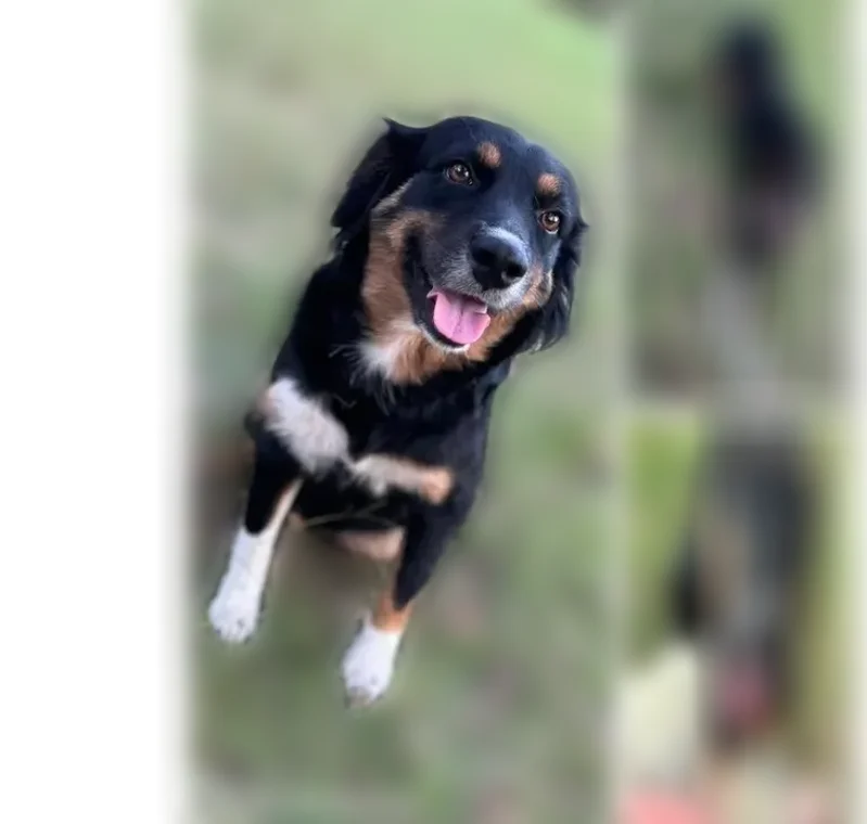 Missing dog Female, Magee (usl538907) - photo