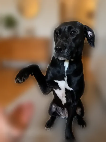 Missing dog Female, Culpeper (usl538908) - photo
