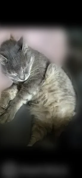 Missing cat Male, Ronda (usl538910) - photo