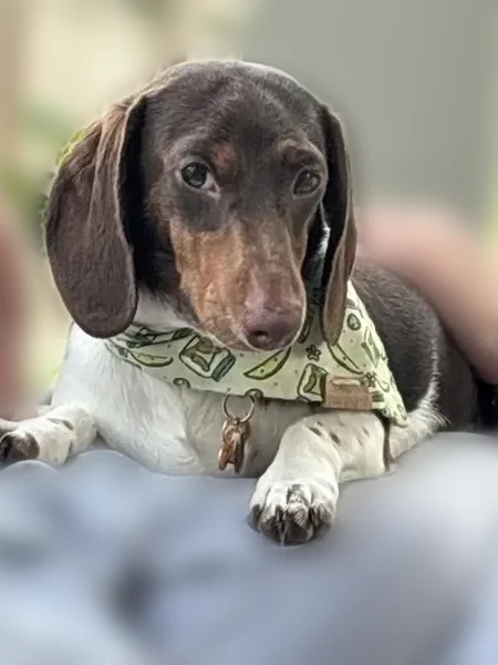 Missing dog Male, Knoxville (usl538916) - photo