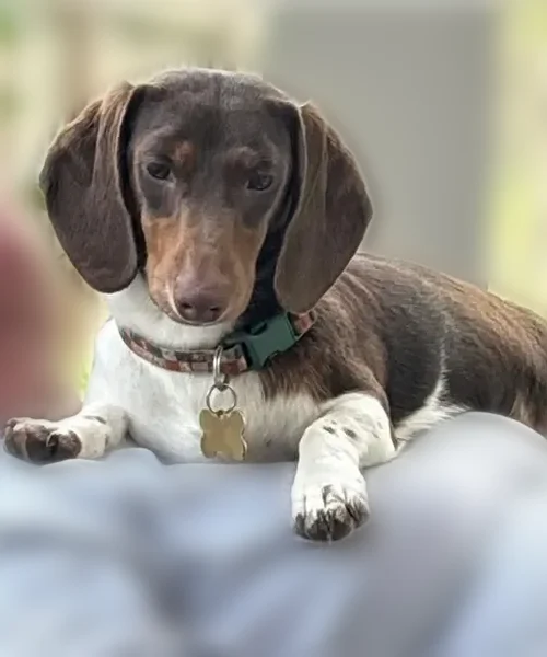Missing dog Male, Knoxville (usl538918) - photo