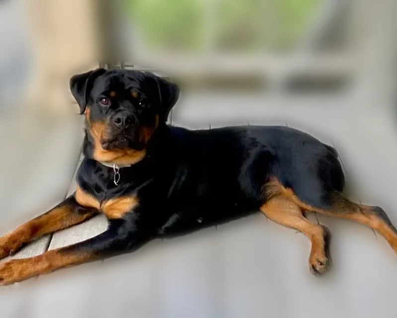 Missing dog Female, Peavine (usl538912) - photo