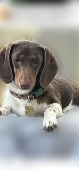 Missing dog Male, Knoxville (usl538919) - photo