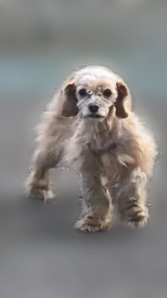 Missing dog Female, Meriden (usl538923) - photo