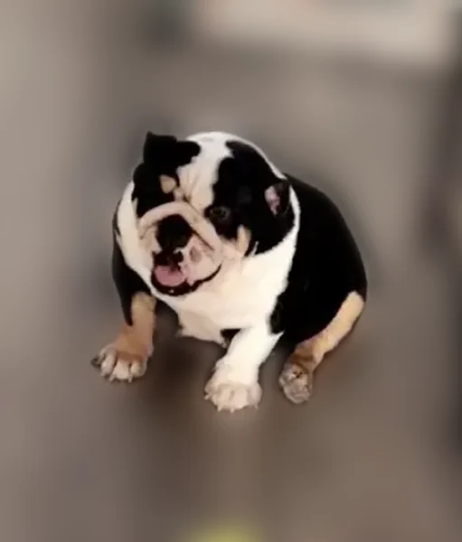 Missing dog Female, Doolittle (usl538925) - photo