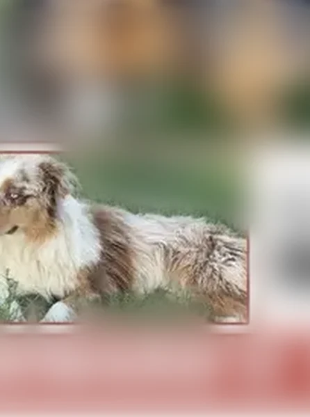 Missing dog Female, McAllen (usl538926) - photo