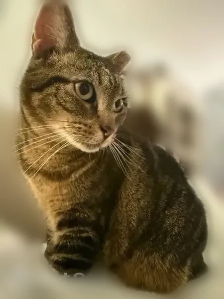Missing cat Female, East Islip (usl538927) - photo