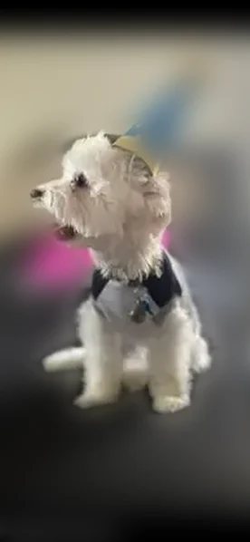 Missing dog Male, Lansing (usl538928) - photo