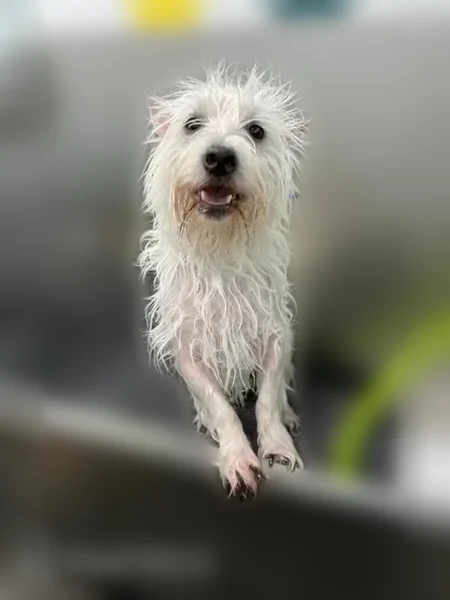 Missing dog Male, Pinellas Park (usl538934) - photo