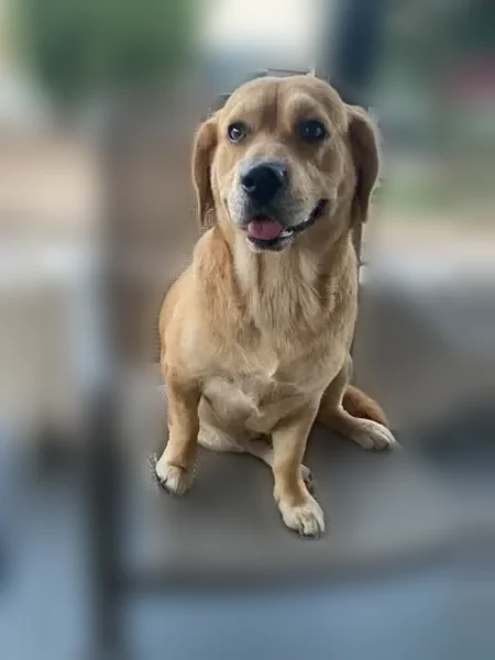 Missing dog Male, Brea (usl538946) - photo
