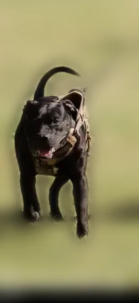 Missing dog Male, Fresno (usl538947) - photo