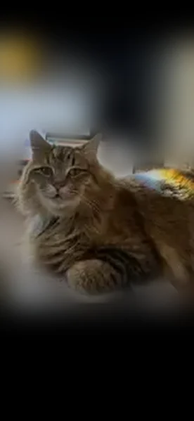 Lost cat, Glade Street Northwest, 1101, Winston-Salem - sweet brownish female cat without collar - photo