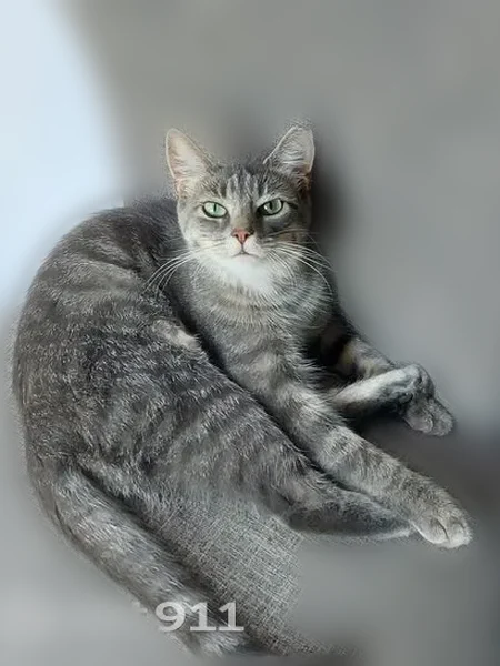 Lost cat, Lightwood Lane, 49, Rochester - female, shy, one ear tipped - photo