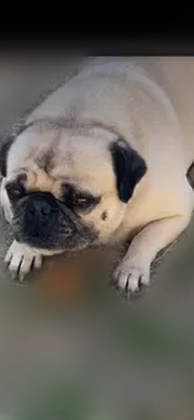 Lost dog, Blue Drive, 103, Odessa — male, tongue slit - photo