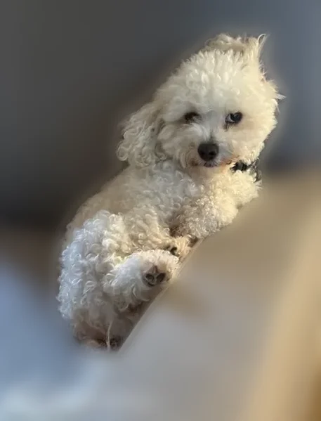 Lost dog, Eagles Creek Way Northwest, 1101, Acworth - white, about 12 pounds - photo