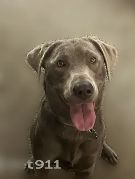 Lost dog, female, Ulmer Street, 6201, Garden City - silver lab with an orange and pink flower collar - photo