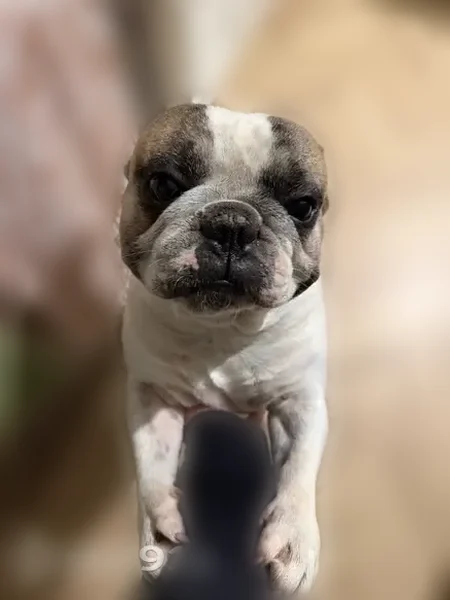 Missing dog Male, Charlotte (usl538964) - photo