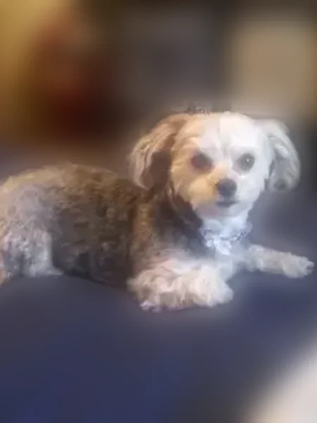 Lost dog, female, East Turner Street, 2200, Springfield - grey Yorkie with a Seresto collar - photo